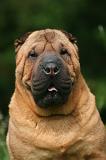 SHAR-PEI 977